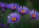 Autumn Wildflowers_23552-3